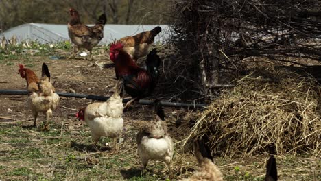 chickens eating grains on free range village farm, rooster flapping his wings