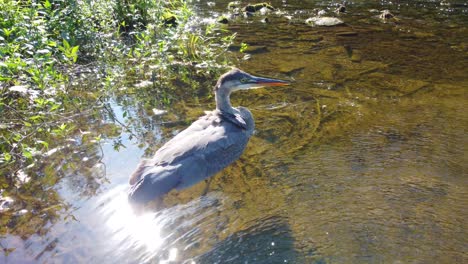 Fischerkranichvogel,-Der-Fische-Verfolgt