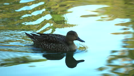 Weibliche-Nordpintail-Ente,-Die-Auf-Dem-Wasser-Mit-Reflexionen-Der-Natur-Schwimmt