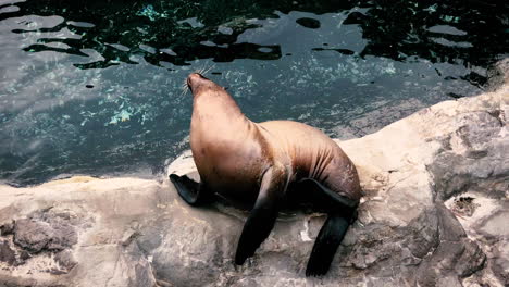 Steller-sea-lion-sitting-on-a-rock-island-in-the-Pacific-Ocean