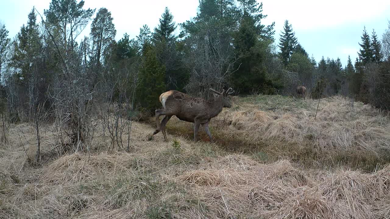 Samiec jelenia szlachetnego (Cervus elaphus) podążający za samicą w okresie godowym na Saaremie, Estonia