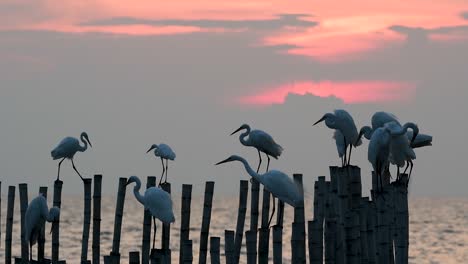 the great egret, also known as the common egret or the large egret