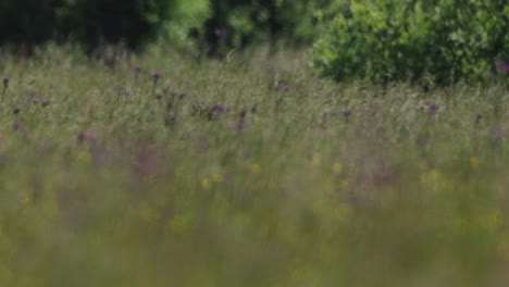 Roe-Deer-Running,-Jumping,-Through-Meadow,-Out-of-Sight,-Forest,-Long-Grass,-Slow-Motion