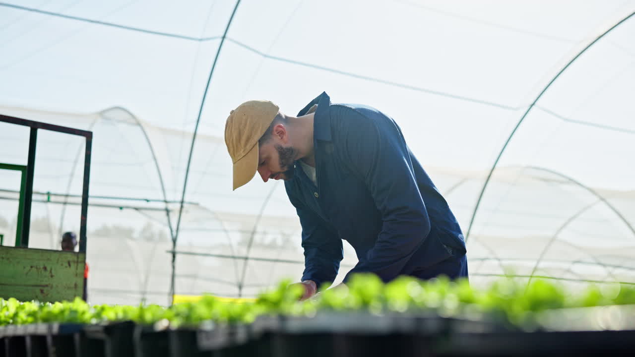 Farmer tending to lettuce crops in a greenhouse