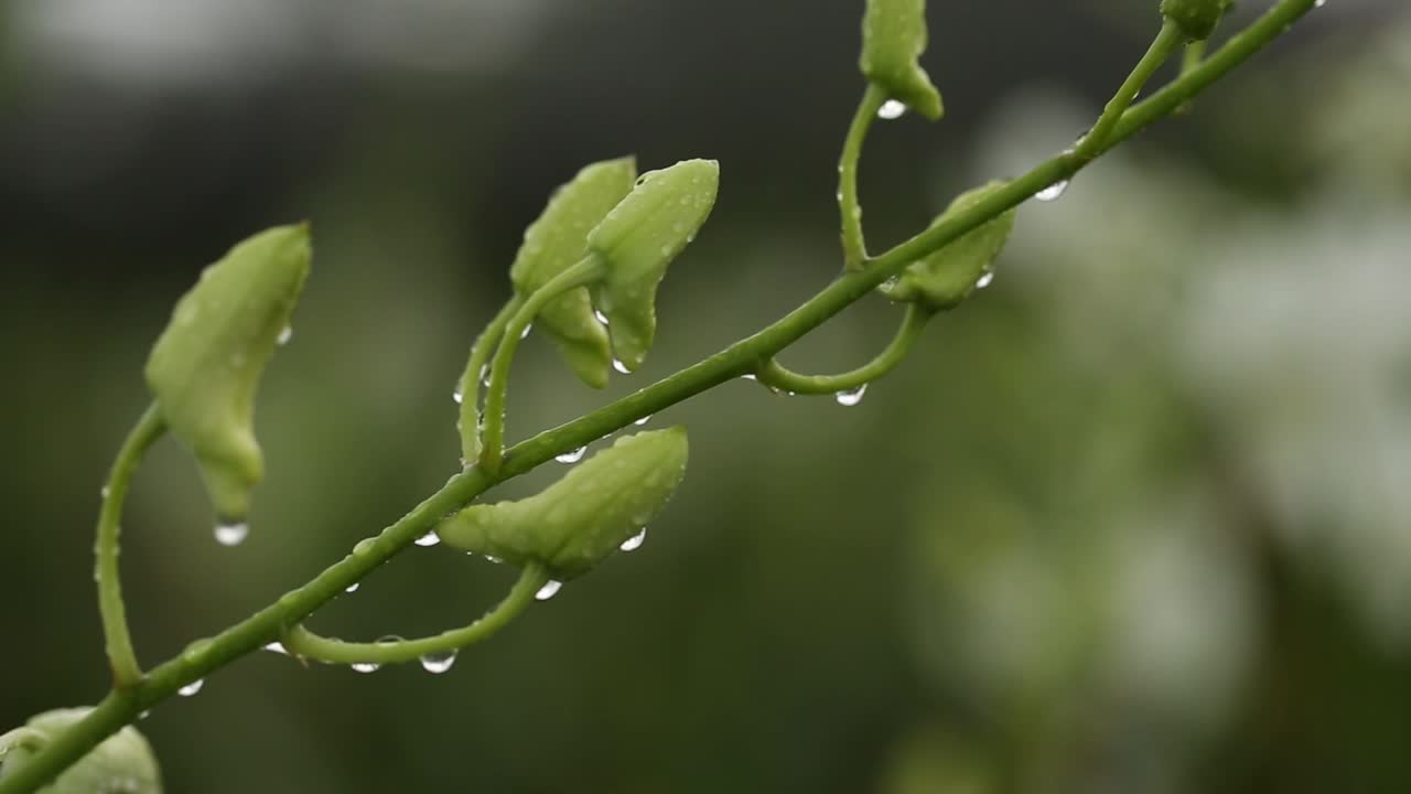 imágenes de cerca de una hermosa orquídea blanca