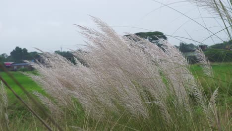 kash flowers are blooming in the autumn sky