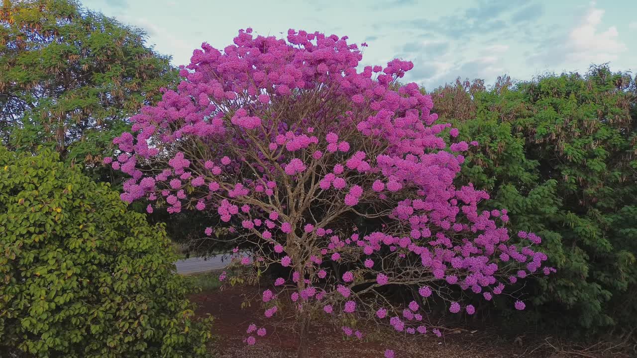 Toma de dron de un árbol con flores de color rosa vibrante rodeado de exuberante follaje verde.
