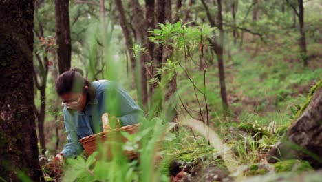 mujer recogiendo hongos lactarius deliciosus y poniéndolos en una canasta