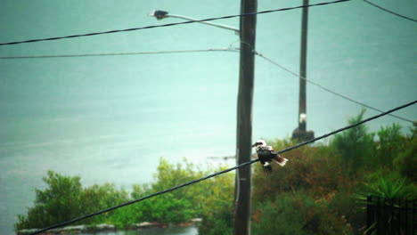 pájaro kookaburra sentado solo en una línea eléctrica bajo la lluvia, tiro estático