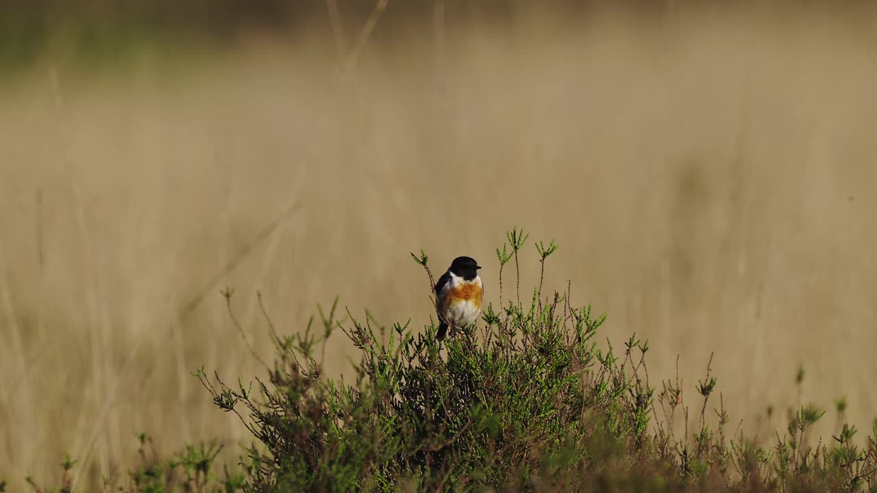 Tarabilla común posada en la cima de un arbusto con fondo bokeh