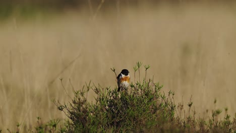 european stonechat perched on top of bush with bokeh background