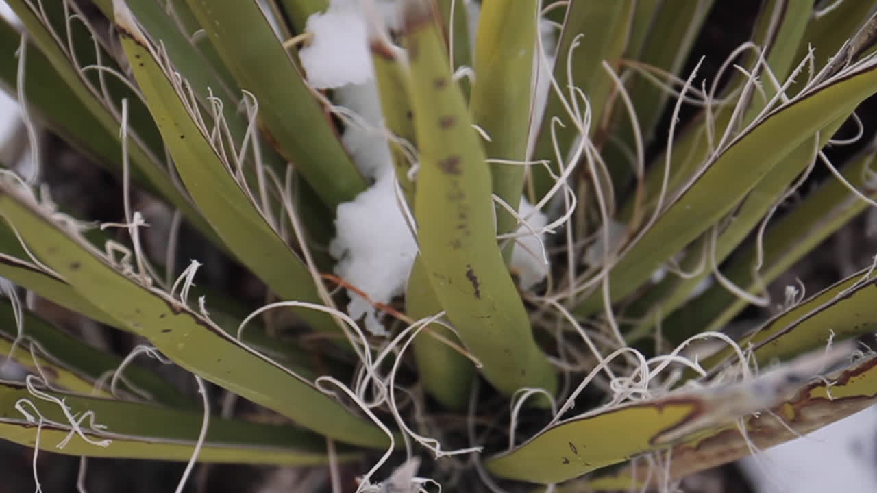 Yucca plant with snow