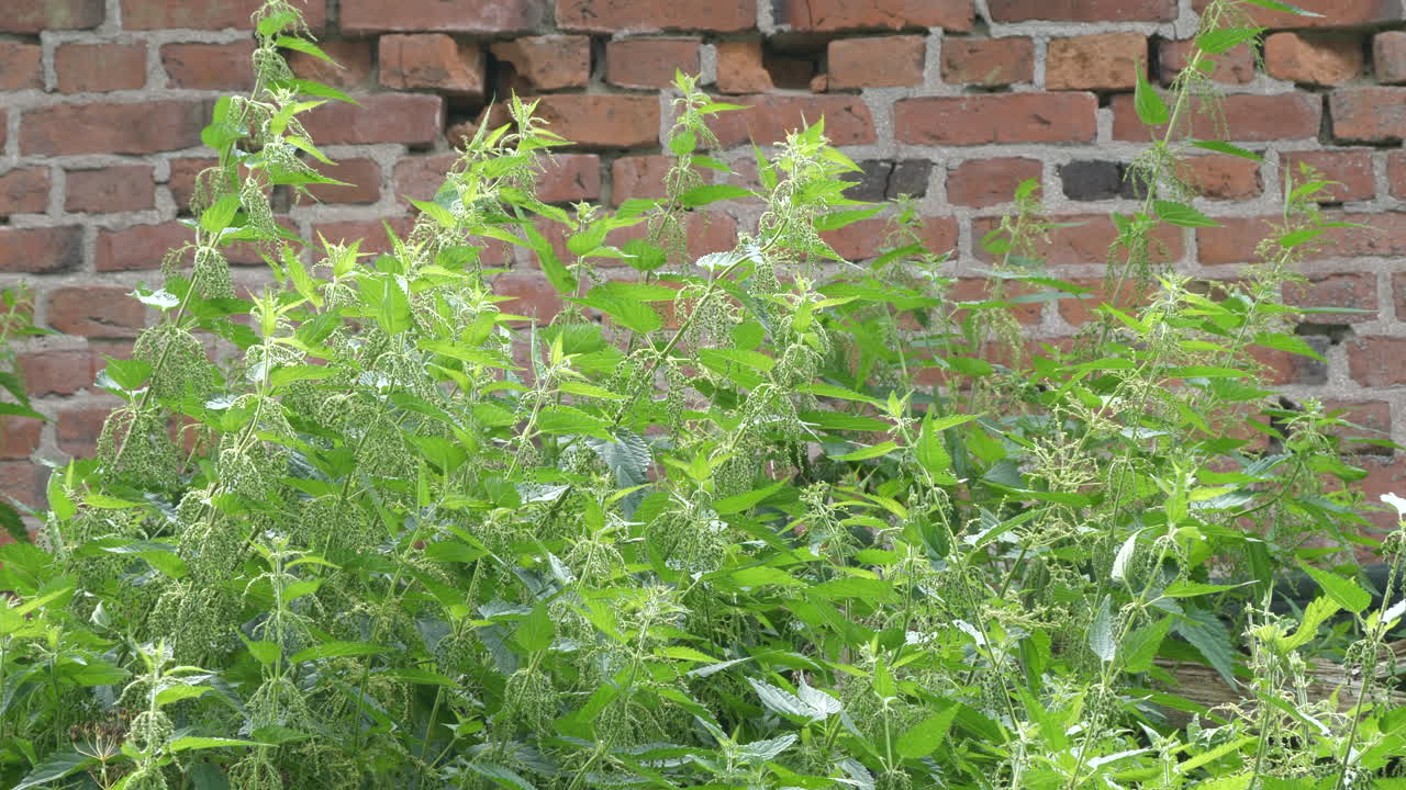 ortigas punzantes que soplan en la brisa al aire libre, posibilidad remota