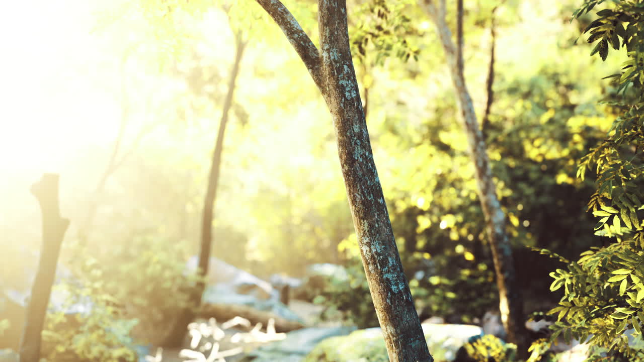 Sunlight filtering through trees in a serene forest during morning hours