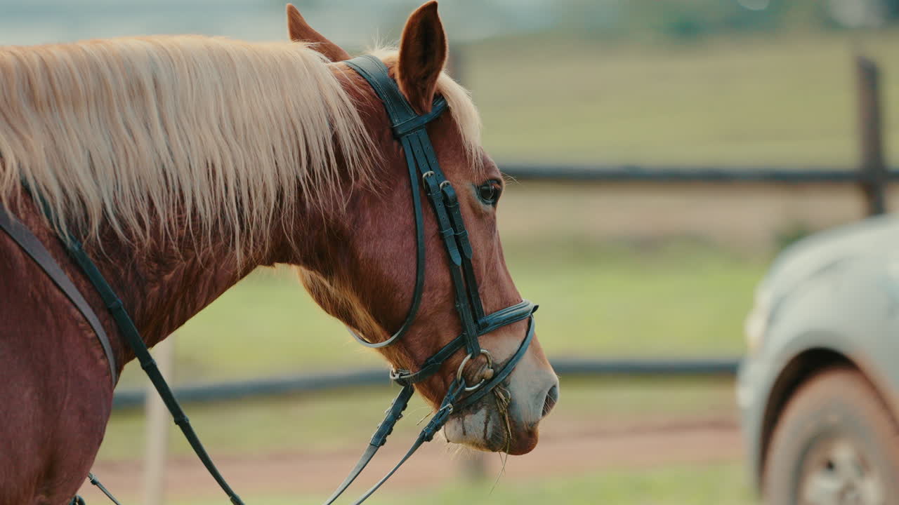 Side view of a beautiful palomino horse with bridle in an outdoor riding area.