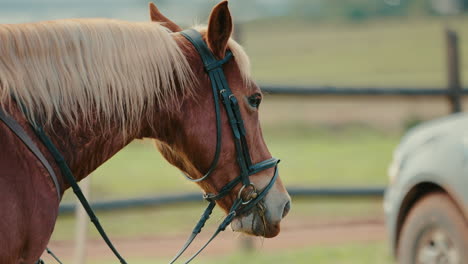 side view of a beautiful palomino horse with bridle in an outdoor riding area.