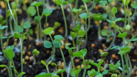 microverduras frescas