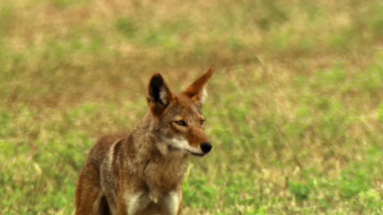 una abeja y una polilla y escarabajos se muestran en flores en un desierto en américa del norte