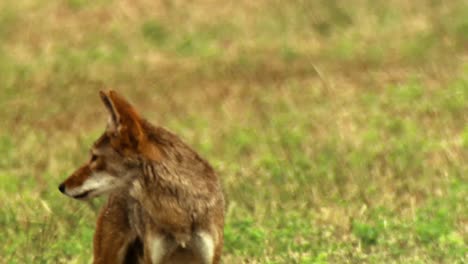 Eine-Biene-Und-Eine-Motte-Und-Käfer-Werden-Auf-Blumen-In-Einer-Wildnis-In-Nordamerika-Gezeigt