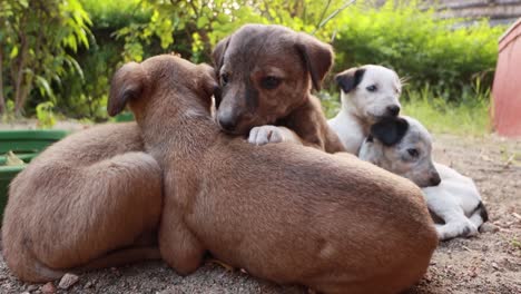 dakloze puppy's op de straten van de stad.