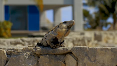 un lagarto se calienta al sol