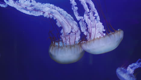 two beautiful jellyfish swim in blue water. 4k video