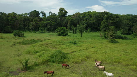 Grupo-De-Caballos-Salvajes-En-Campo-Verde-Del-Parque-Nacional-Cahuita-En-Costa-Rica