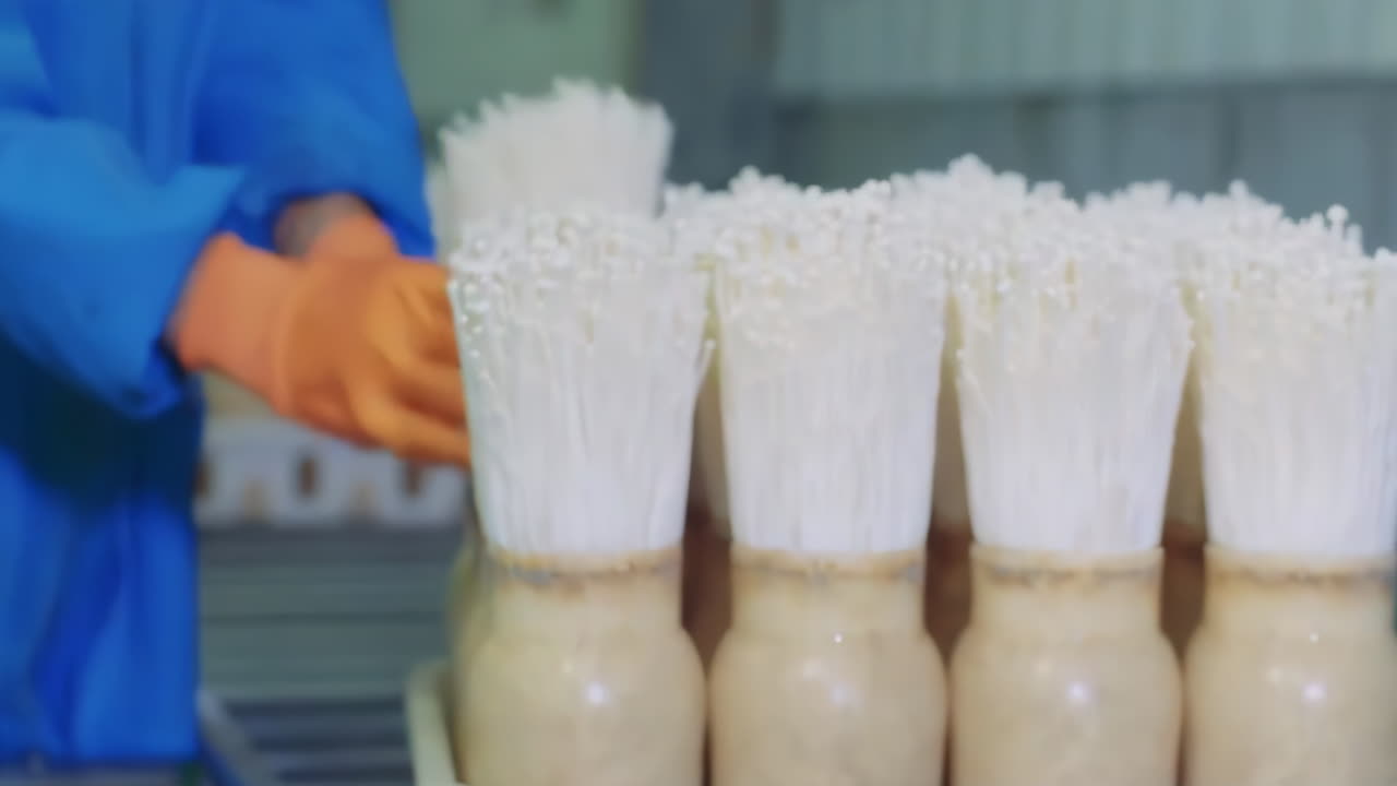 자동화 된 포장 및 생산 중인 버섯 포장 제조