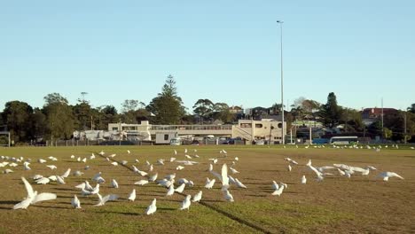 cámara caminando hacia un grupo de pequeños loros corella blancos con cacatúa australiana de cresta blanca y amarilla