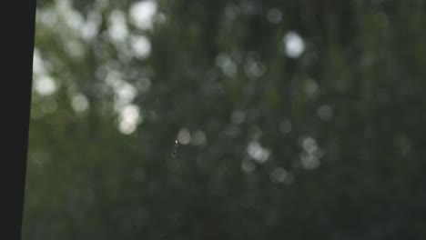 timelapse-shot-of-a-spider-spinning-a-new-web-with-changing-light