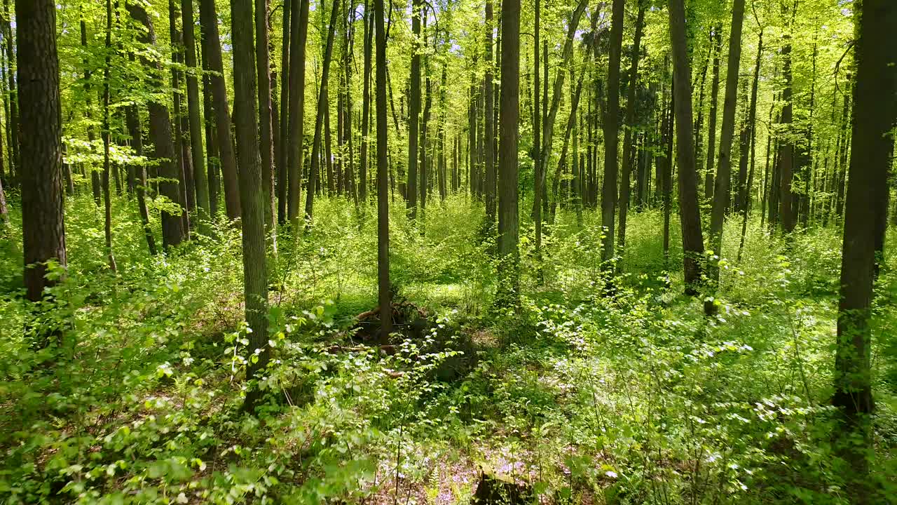 volando entre los árboles en el bosque de primavera.