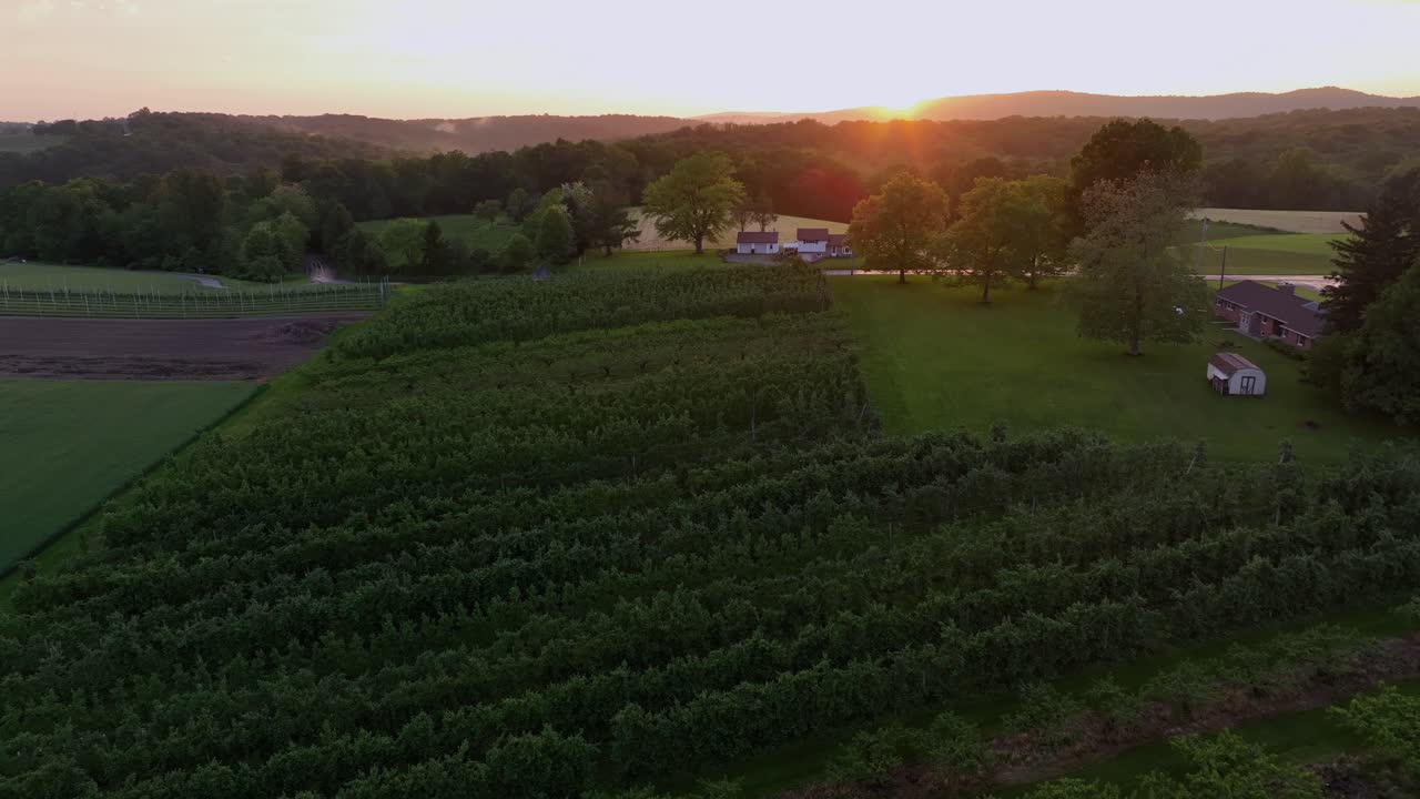 Growing fruits and vegetables on farm field during golden Sunset. Aerial rising wide shot. Rural suburb district of american town. Farmstead with barn in Pennsylvania, United States.