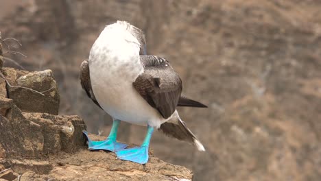 a blue footed booby sleeps on a cliff face in the galapagos islands ecuador 1