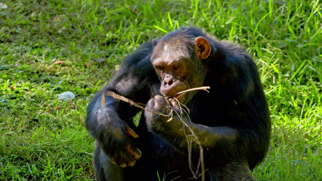 el chimpancé africano comiendo ramas secas (pan troglodytes) en uganda, áfrica.