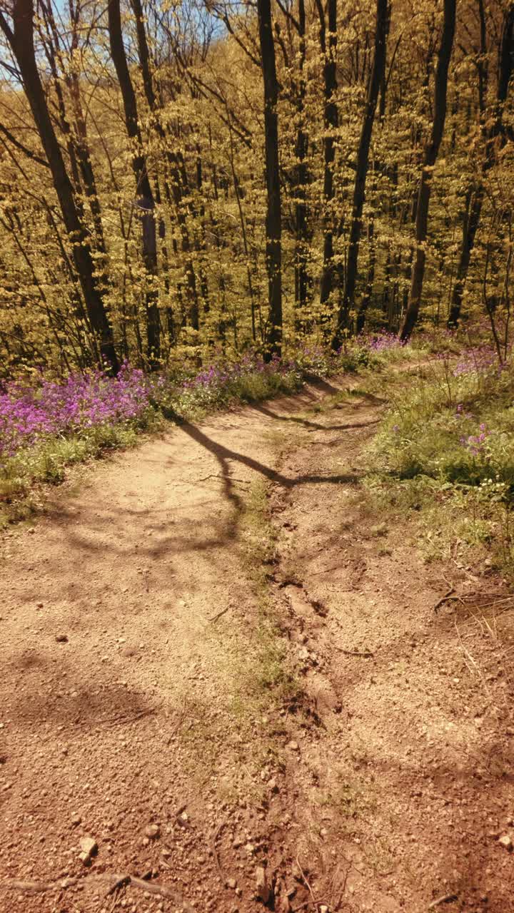 Una POV verticale calma e al rallentatore di una passeggiata attraverso una bellissima foresta primaverile. Sentiero sterrato fiancheggiato da vivaci fiori viola sotto una chioma soleggiata. B-roll concettuale di consapevolezza nella natura. 4k