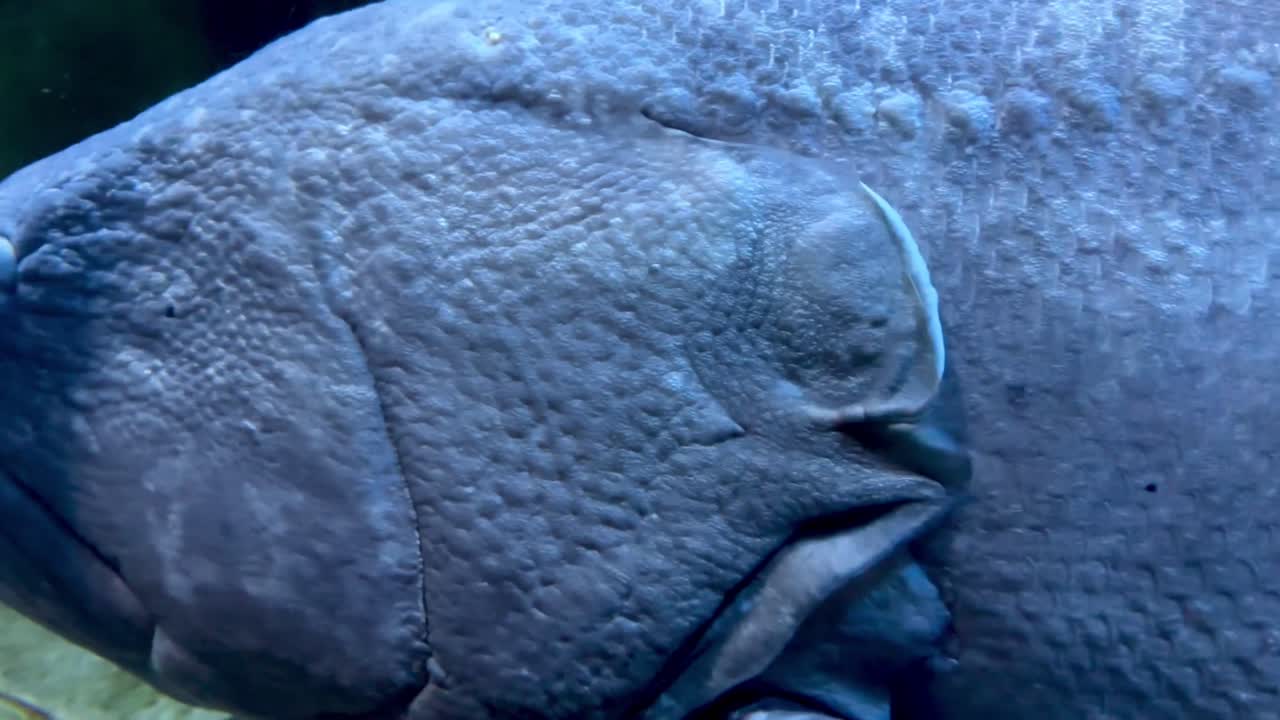 enorme pez nadando en un tanque en las cámaras perdidas