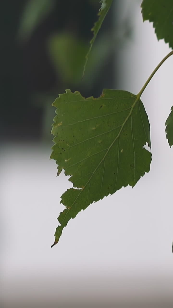 Twig of birch tree with green leaves in spring park on blurred background extreme closeup. Fresh flora grows in city garden. Springtime and climate