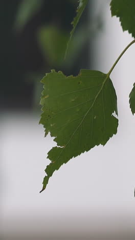 twig of birch tree with green leaves in spring park on blurred background extreme closeup. fresh flora grows in city garden. springtime and climate