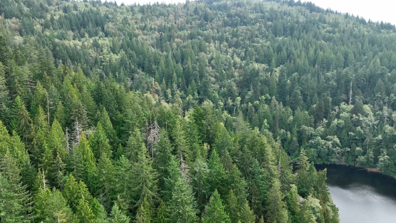 Ripresa aerea orbitante delle foreste che circondano Fragrance.