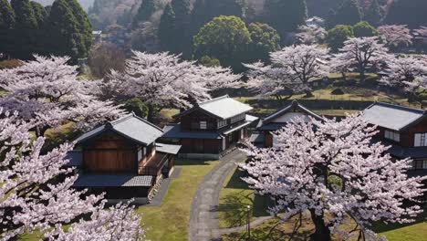 cherry blossoms in a japanese village