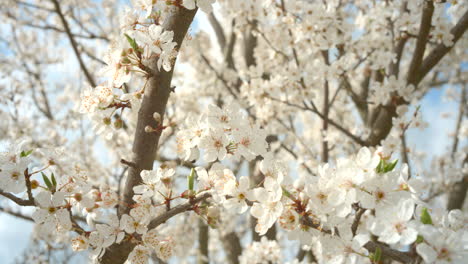 Aprikosenblüten-Von-Bienen-Bestäubt