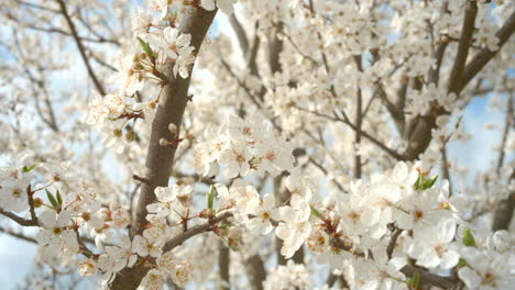 apricot flowers pollinated by bees