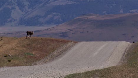 a lone guanaco looking for food next to an empty dirt road in patagonia, chile