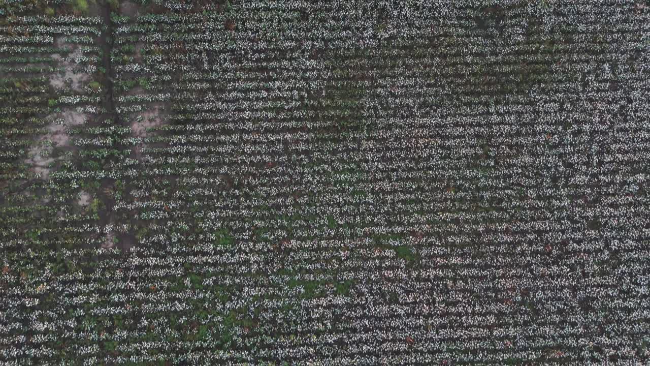 A moving aerial top-down view of a cotton field ready for harvest, highlighting the striking contrast between the green foliage and white cotton bolls