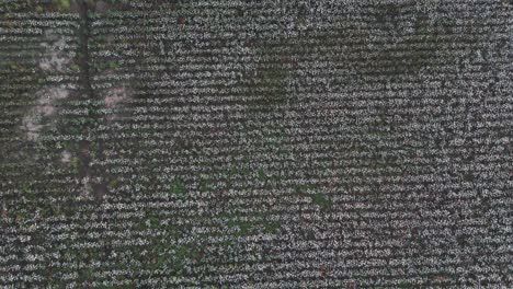 A-moving-aerial-top-down-view-of-a-cotton-field-ready-for-harvest,-highlighting-the-striking-contrast-between-the-green-foliage-and-white-cotton-bolls