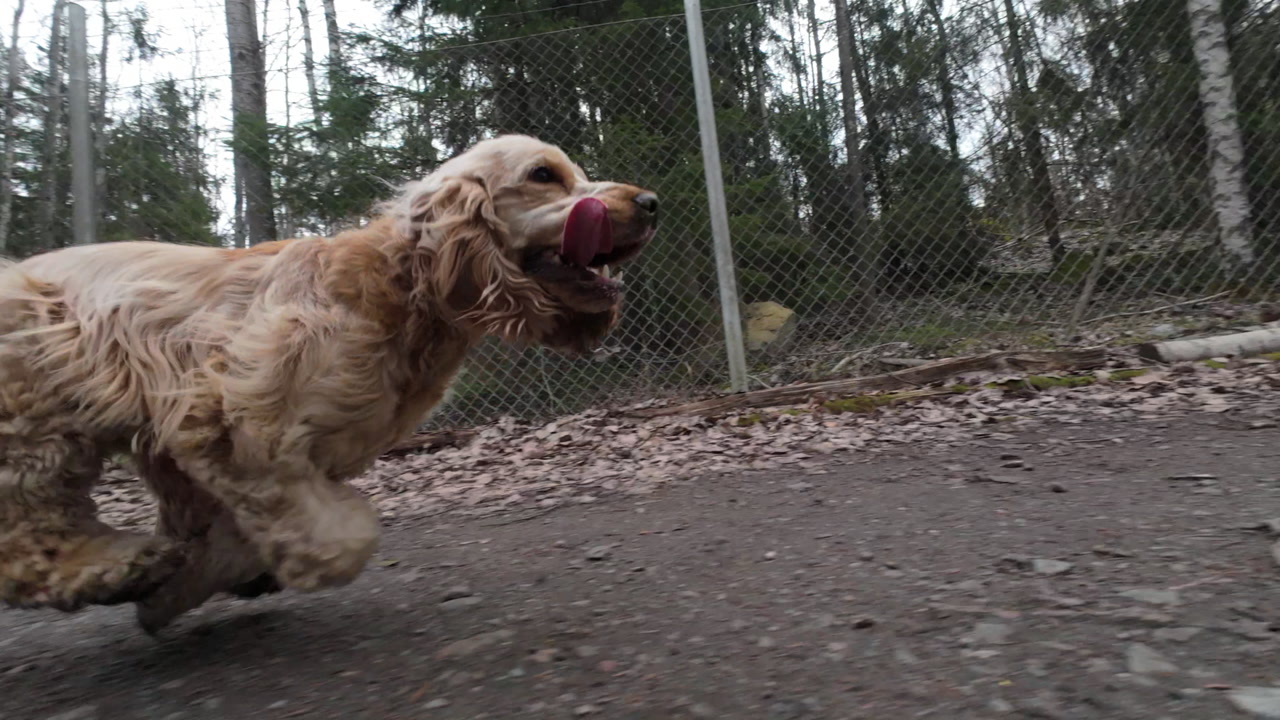 Footage of a happy dog running