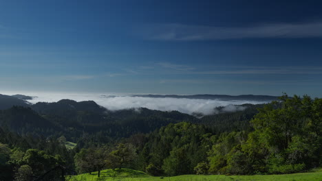 Lapso-De-Tiempo-De-La-Niebla-Matutina-Y-Las-Nubes-De-Bajo-Nivel-Que-Se-Disipan-En-Las-Copas-De-Los-Enormes-árboles-De-Secoya-En-Un-Bosque-Gigante