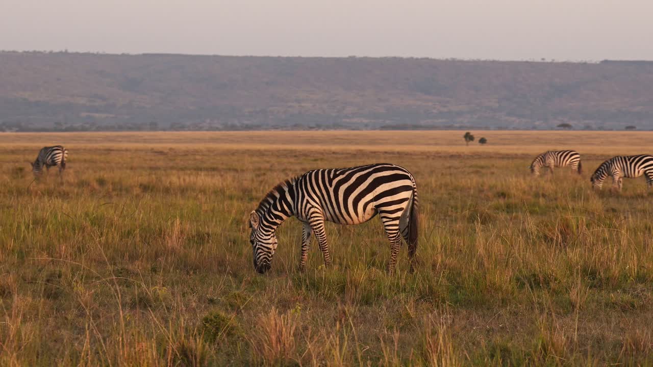 Slow motion di una mandria di zebre che pascola nella savana africana, animali in safari nel Masai Mara, Kenya. Bellissima luce del sole al tramonto nell'ora d'oro, ripresa in steadicam.