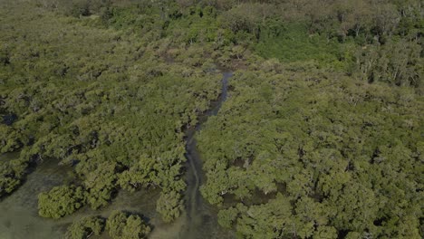 Lush-Trees-In-Myora-Conservation-Park-And-Myora-Springs-By-Capembah-Creek---North-Stradbroke-Island,-QLD,-Australia