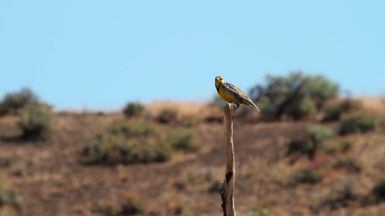 pájaro de meadowlark en la rama del árbol en el paisaje caliente de sable, niebla de calor